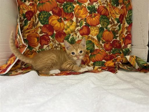 orange female tabby cat