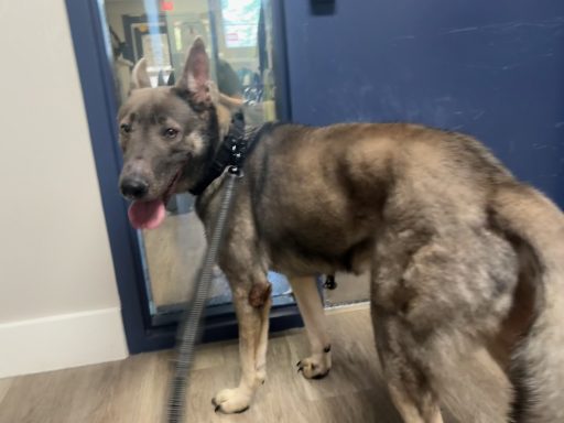 Grey and tan bicolor german shepherd mixed breed dog walking in hallway