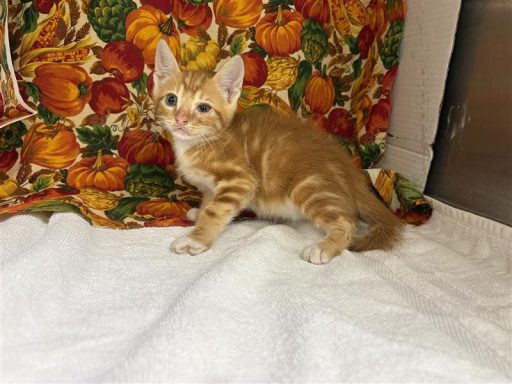 Orange tabby cat