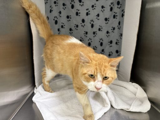 Orange and white tabby cat walking in kennel