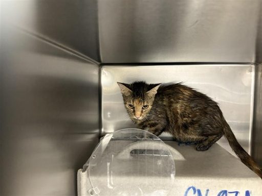 tortie calico female cat