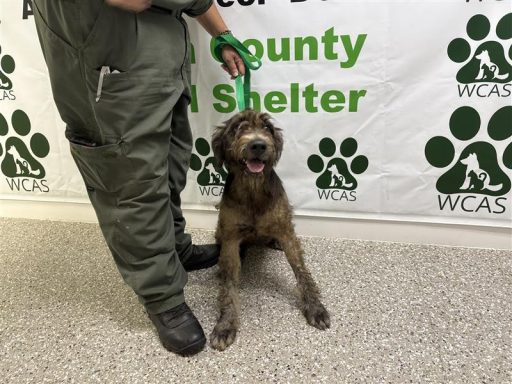 brown and black female terrier mix