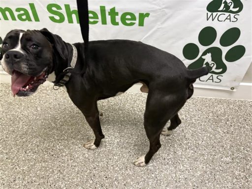 blac kand white mixed breed male dog