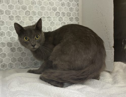 Grey cat sitting in kennel