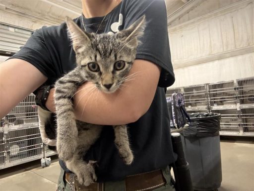 A tabby clored cat being held