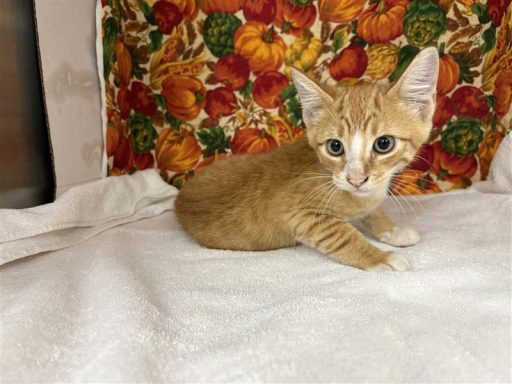 Orange and white male kitten sitting in kennel on a towel