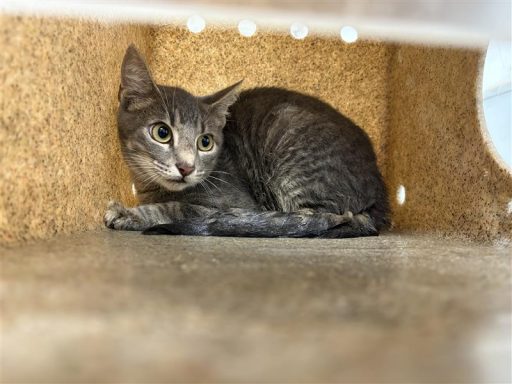 Grey/ Tabby cat sitting in kennel box