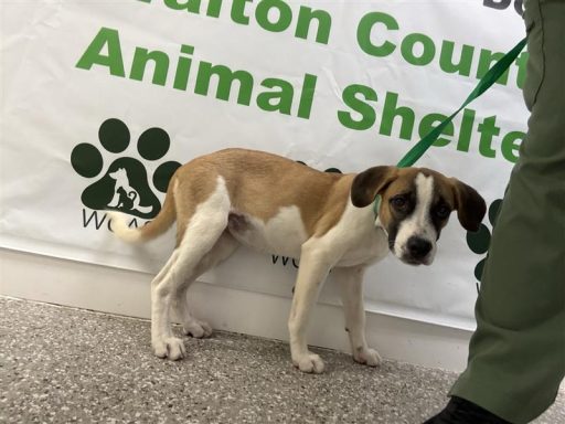 Hound, mixed breed female dog standing in hallway on a leash