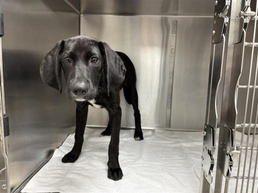 Black and white dog sitting in kennel on a towel