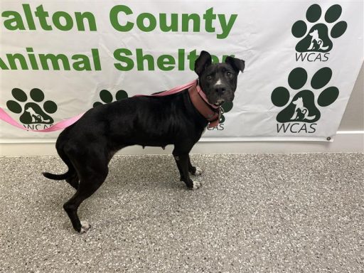 Black and white female dog standing in hallway on a leash