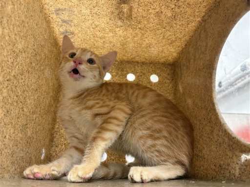 Orange cat sitting in kennel box