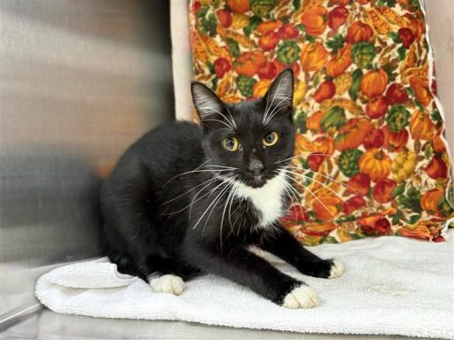 Black and white female cat sitting in kennel on a blanket