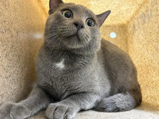 Grey cat sitting in kennel box
