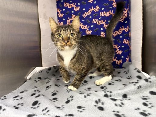 tabby gray and white female cat
