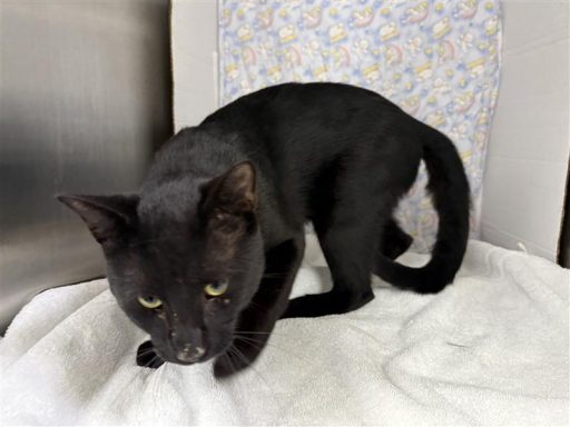 Black male cat sitting in kennel on a towel