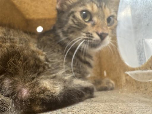 Calico, white female cat sitting in kennel box