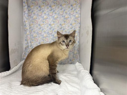 White and black male cat sitting in kennel on a towel