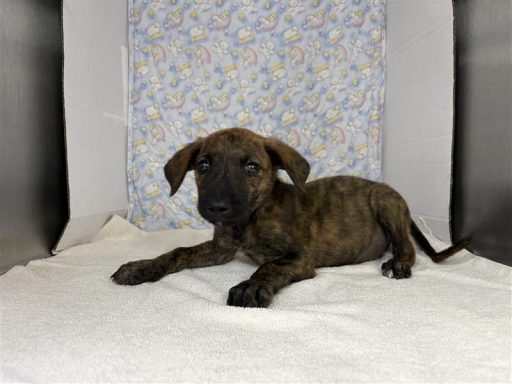 Brindle female puppy sitting in kennel on a towel