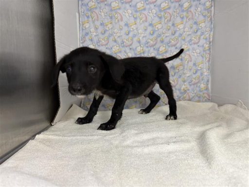 Black and white male dog sitting in kennel on a towel
