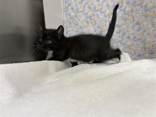 Black and white female kitten sitting in kennel on a towel