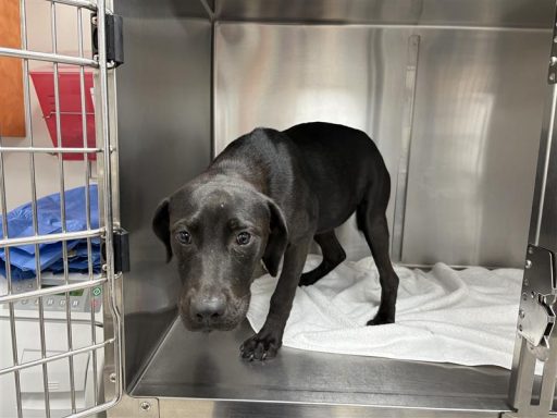 Female black and white dog sitting in kennel on a towel