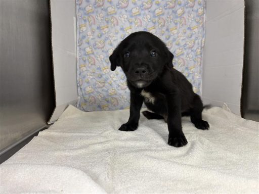 Black and white dog sitting in kennel on a towel
