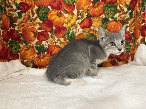 Grey and white female cat sitting in kennel on towel