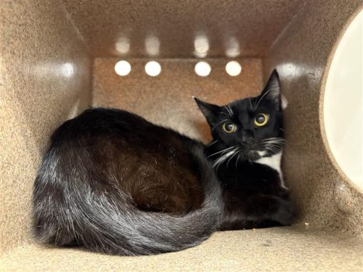 Black and white sitting in kennel box