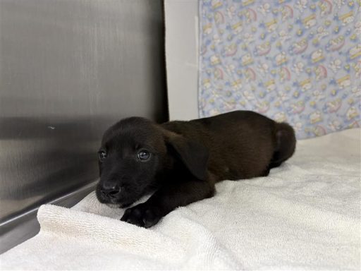 Black male puppy sitting in kennel on a towel
