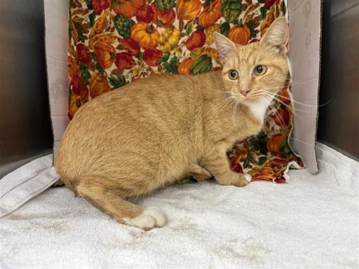 Orange and white female cat sitting in kennel on a blanket