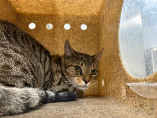 Tabby, white cat sitting in kennel box