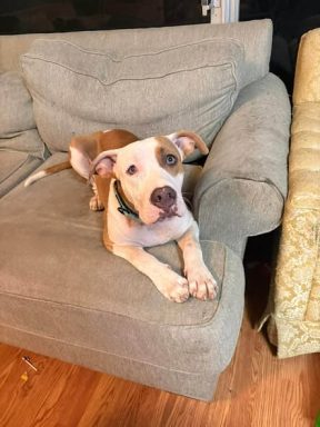 tan white male bulldog mix on couch