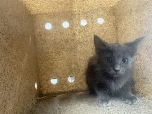 Grey and white female kitting sitting in kennel box