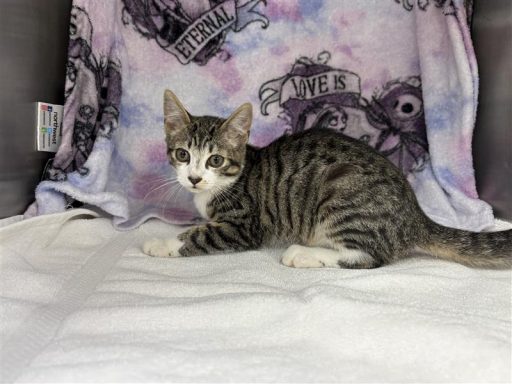 White and tabby cat sitting in kennel on a towel