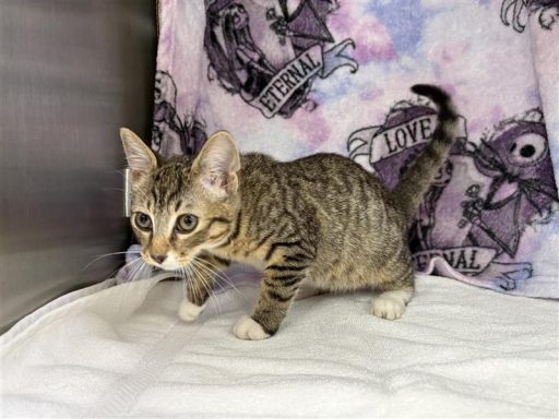 Tabby, white cat sitting in kennel on a towel