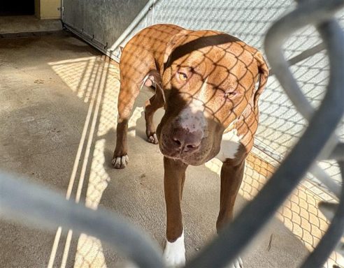 Brown, and white male dog sitting outside in kennel