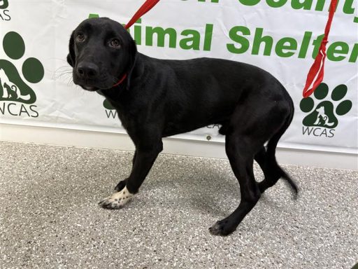 Male black and white dog sitting in hallway on a leash