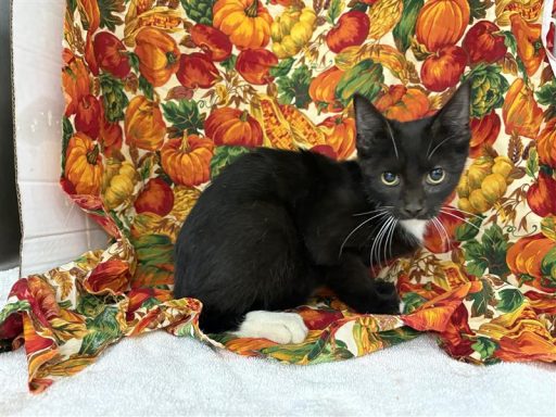 Black and white female cat sitting in kennel on a blanket