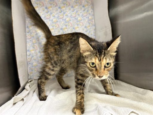 Calico, white female cat sitting in kennel on a towel