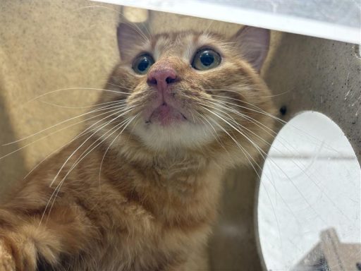 Orange and tabby cat sitting in kennel box