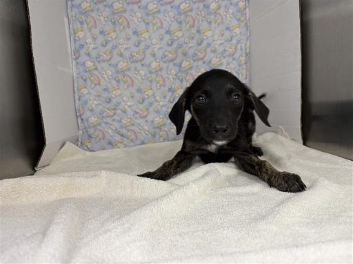 Black and white male puppy laying in kennel on a towel