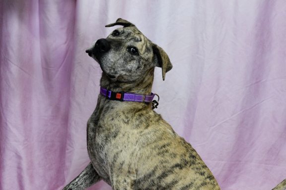 Tan and lack male dog sitting in photo booth with a purple color sheet in background