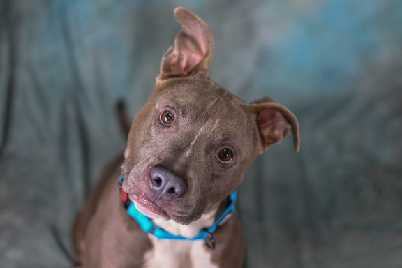 Grey and white mixed breed dog sittingi on green backdrop looking at camera