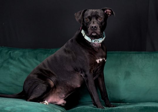 Black and white mixed breed dog sitting on green couch with black background