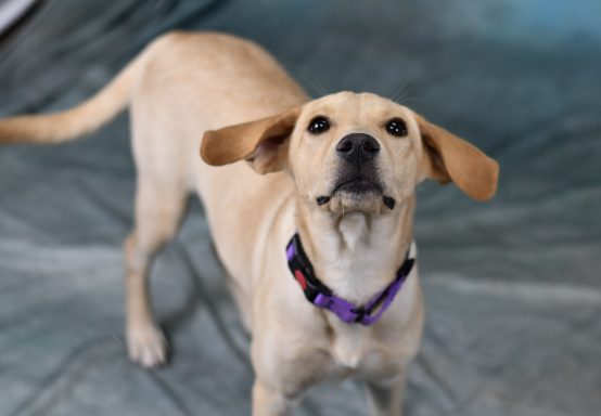 Yellow and white lab mixed breed puppy