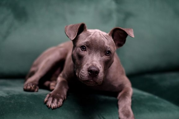 Grey mixed breed puppy sitting on couch