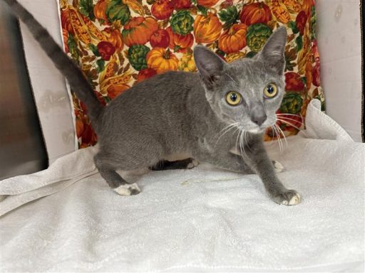 Grey and white male cat sitting in kennel on a towel