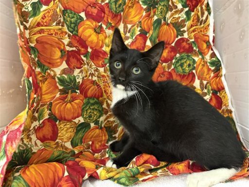 Black and white male cat sitting in kennel on a blanket
