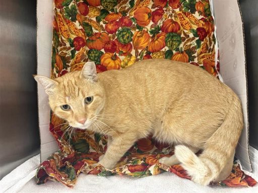 Orange male cat sitting in kennel on a blanket
