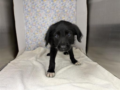 Black, and white male puppy sitting in kennel on a towel